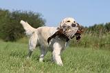 GOLDEN RETRIEVER 419
